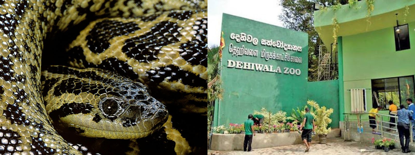 Yellow Anaconda Missing from Dehiwala Zoo